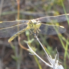 Austrogomphus guerini (Yellow-striped Hunter) at QPRC LGA - 10 Feb 2023 by Paul4K