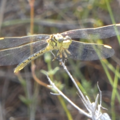 Austrogomphus guerini (Yellow-striped Hunter) at Boro - 10 Feb 2023 by Paul4K