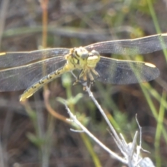 Unidentified Dragonfly (Anisoptera) at Borough, NSW - 10 Feb 2023 by Paul4K