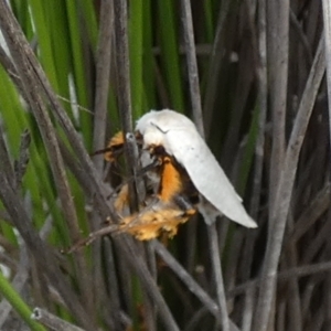 Maroga melanostigma at Borough, NSW - suppressed