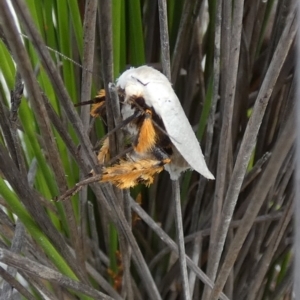 Maroga melanostigma at Borough, NSW - suppressed