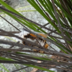 Maroga melanostigma at Borough, NSW - suppressed