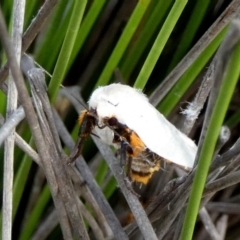 Maroga melanostigma at Borough, NSW - suppressed