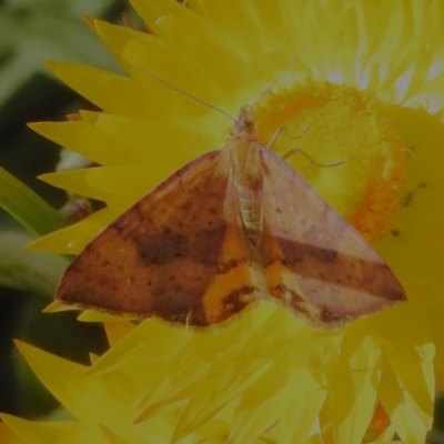 Chrysolarentia perornata (Ornate Carpet) at Cotter River, ACT - 10 Feb 2023 by JohnBundock