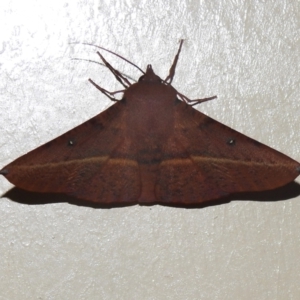 Oenochroma vinaria at Wanniassa, ACT - 10 Feb 2023 09:58 PM