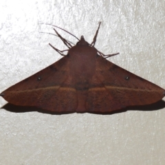 Oenochroma vinaria (Pink-bellied Moth, Hakea Wine Moth) at Wanniassa, ACT - 10 Feb 2023 by JohnBundock