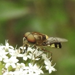 Odontomyia hunteri (Soldier fly) at Mittagong - 16 Jan 2023 by GlossyGal