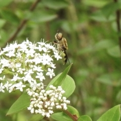 Odontomyia hunteri at Mittagong, NSW - 16 Jan 2023