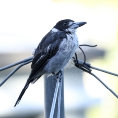 Cracticus torquatus (Grey Butcherbird) at Higgins, ACT - 4 Feb 2023 by AlisonMilton