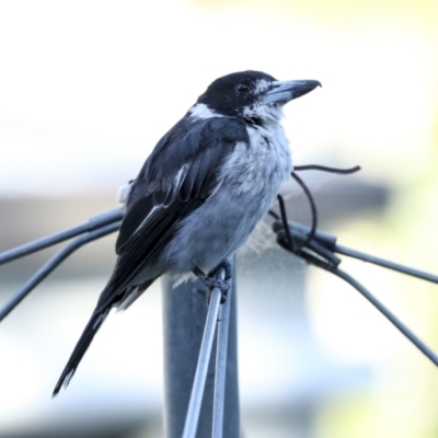 Cracticus torquatus (Grey Butcherbird) at Higgins, ACT - 5 Feb 2023 by AlisonMilton