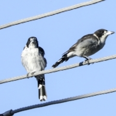 Cracticus torquatus at Higgins, ACT - 5 Feb 2023