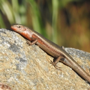 Pseudemoia entrecasteauxii at Cotter River, ACT - 10 Feb 2023