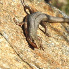 Pseudemoia entrecasteauxii at Cotter River, ACT - 10 Feb 2023