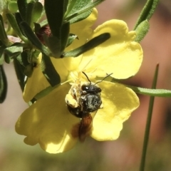 Lasioglossum (Chilalictus) sp. (genus & subgenus) (Halictid bee) at High Range - 21 Dec 2022 by GlossyGal
