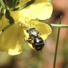 Lasioglossum (Chilalictus) sp. (genus & subgenus) at High Range, NSW - 21 Dec 2022 11:46 AM