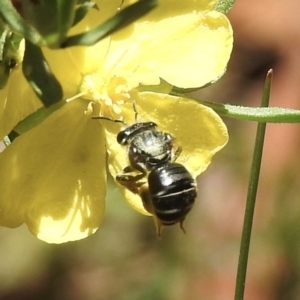 Lasioglossum (Chilalictus) sp. (genus & subgenus) at High Range, NSW - 21 Dec 2022