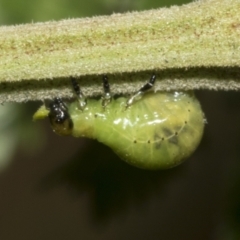 Calomela (genus) (Acacia leaf beetle) at Higgins, ACT - 4 Feb 2023 by AlisonMilton
