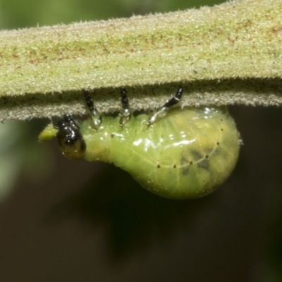 Calomela (genus) (Acacia leaf beetle) at Higgins, ACT - 4 Feb 2023 by AlisonMilton