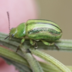 Calomela juncta at Higgins, ACT - 3 Feb 2023 11:24 AM