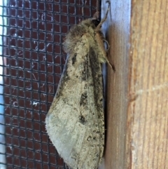 Fraus (genus) (A swift or ghost moth) at Cook, ACT - 10 Feb 2023 by CathB