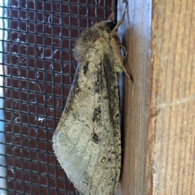 Fraus (genus) (A swift or ghost moth) at Cook, ACT - 10 Feb 2023 by CathB