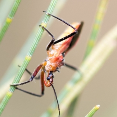 Gminatus australis (Orange assassin bug) at Higgins, ACT - 3 Feb 2023 by AlisonMilton