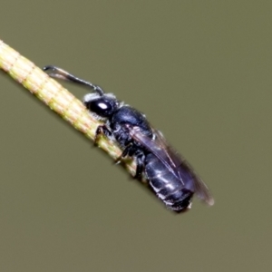 Euryglossa ephippiata at Higgins, ACT - 3 Feb 2023