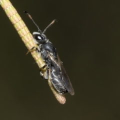 Euryglossa ephippiata at Higgins, ACT - 3 Feb 2023