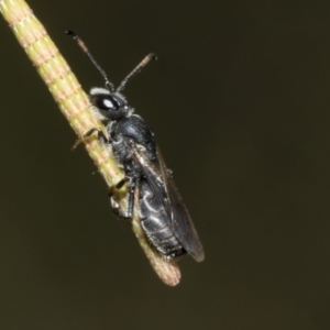 Euryglossa ephippiata at Higgins, ACT - 3 Feb 2023