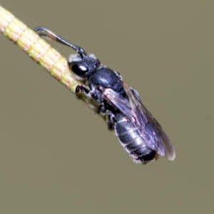 Euryglossa ephippiata at Higgins, ACT - 3 Feb 2023