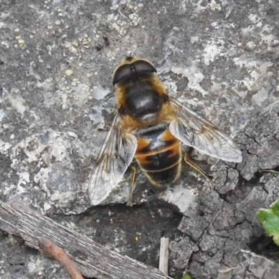 Eristalis tenax (Drone fly) at Cotter River, ACT - 10 Feb 2023 by JohnBundock