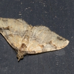 Epyaxa subidaria (Subidaria Moth) at Higgins, ACT - 6 Feb 2023 by AlisonMilton