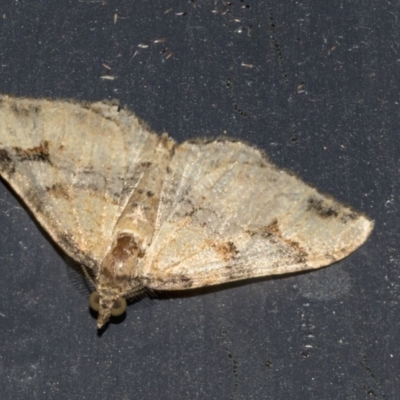 Epyaxa subidaria (Subidaria Moth) at Higgins, ACT - 5 Feb 2023 by AlisonMilton