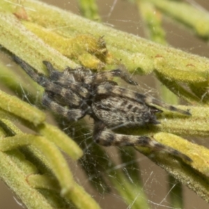 Badumna sp. (genus) at Higgins, ACT - 3 Feb 2023