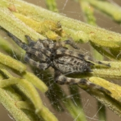 Badumna sp. (genus) (Lattice-web spider) at Higgins, ACT - 3 Feb 2023 by AlisonMilton