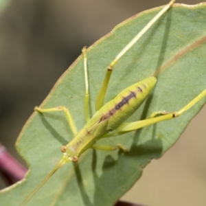 Caedicia simplex at Higgins, ACT - 3 Feb 2023 09:32 AM