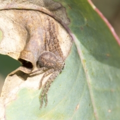 Sparassidae (family) (A Huntsman Spider) at Higgins, ACT - 2 Feb 2023 by AlisonMilton