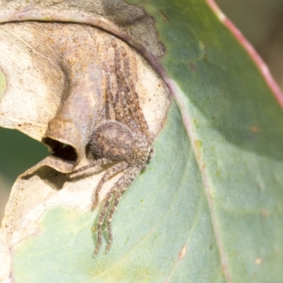 Sparassidae (family) (A Huntsman Spider) at Higgins, ACT - 2 Feb 2023 by AlisonMilton