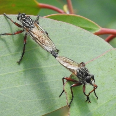 Zosteria sp. (genus) (Common brown robber fly) at Namadgi National Park - 10 Feb 2023 by JohnBundock