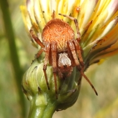 Salsa fuliginata (Sooty Orb-weaver) at Namadgi National Park - 10 Feb 2023 by JohnBundock