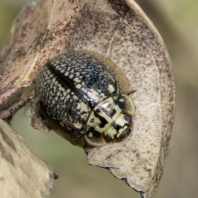 Paropsisterna decolorata (A Eucalyptus leaf beetle) at Undefined Area - 2 Feb 2023 by AlisonMilton