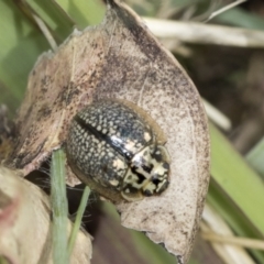 Paropsisterna decolorata at Undefined Area - 3 Feb 2023