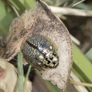 Paropsisterna decolorata at Undefined Area - 3 Feb 2023