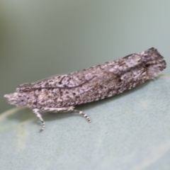 Strepsicrates sphenophora (A Totricid moth) at Higgins, ACT - 2 Feb 2023 by AlisonMilton