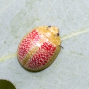 Paropsisterna fastidiosa at Higgins, ACT - 3 Feb 2023 10:10 AM