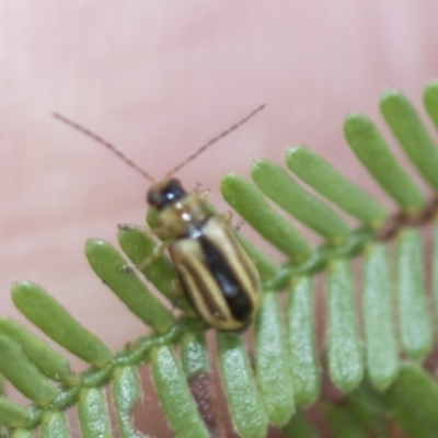 Monolepta froggatti (Leaf beetle) at Higgins, ACT - 3 Feb 2023 by AlisonMilton