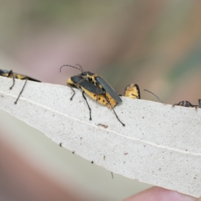 Chauliognathus lugubris (Plague Soldier Beetle) at Higgins, ACT - 3 Feb 2023 by AlisonMilton