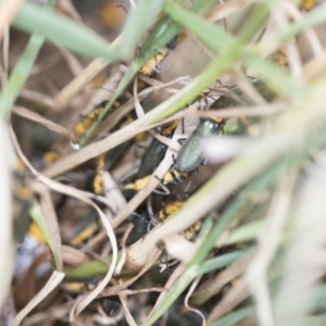 Chauliognathus lugubris at Higgins, ACT - 3 Feb 2023 11:34 AM