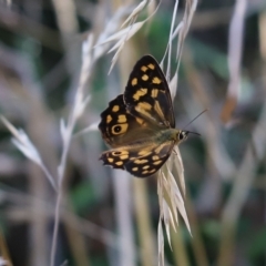 Heteronympha paradelpha (Spotted Brown) at Cook, ACT - 10 Feb 2023 by Tammy