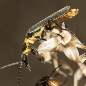 Chauliognathus lugubris at Higgins, ACT - 3 Feb 2023 12:56 PM